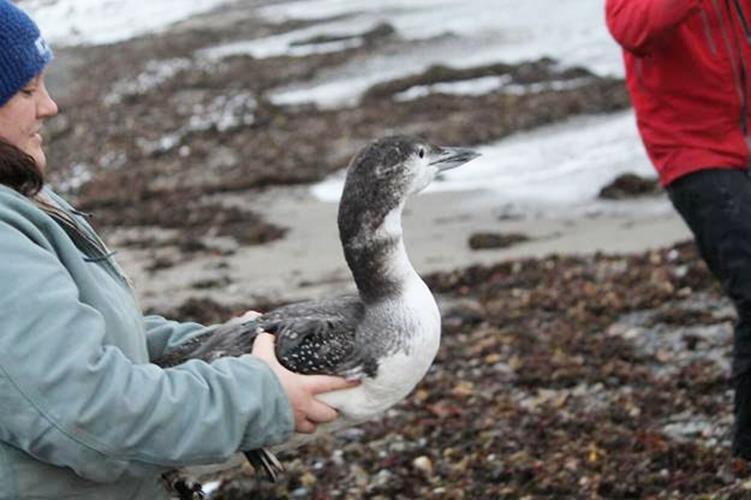 Loon Preservation Committee biologist Caroline Hughes