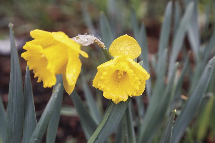 04-29-23 daffodils tight
