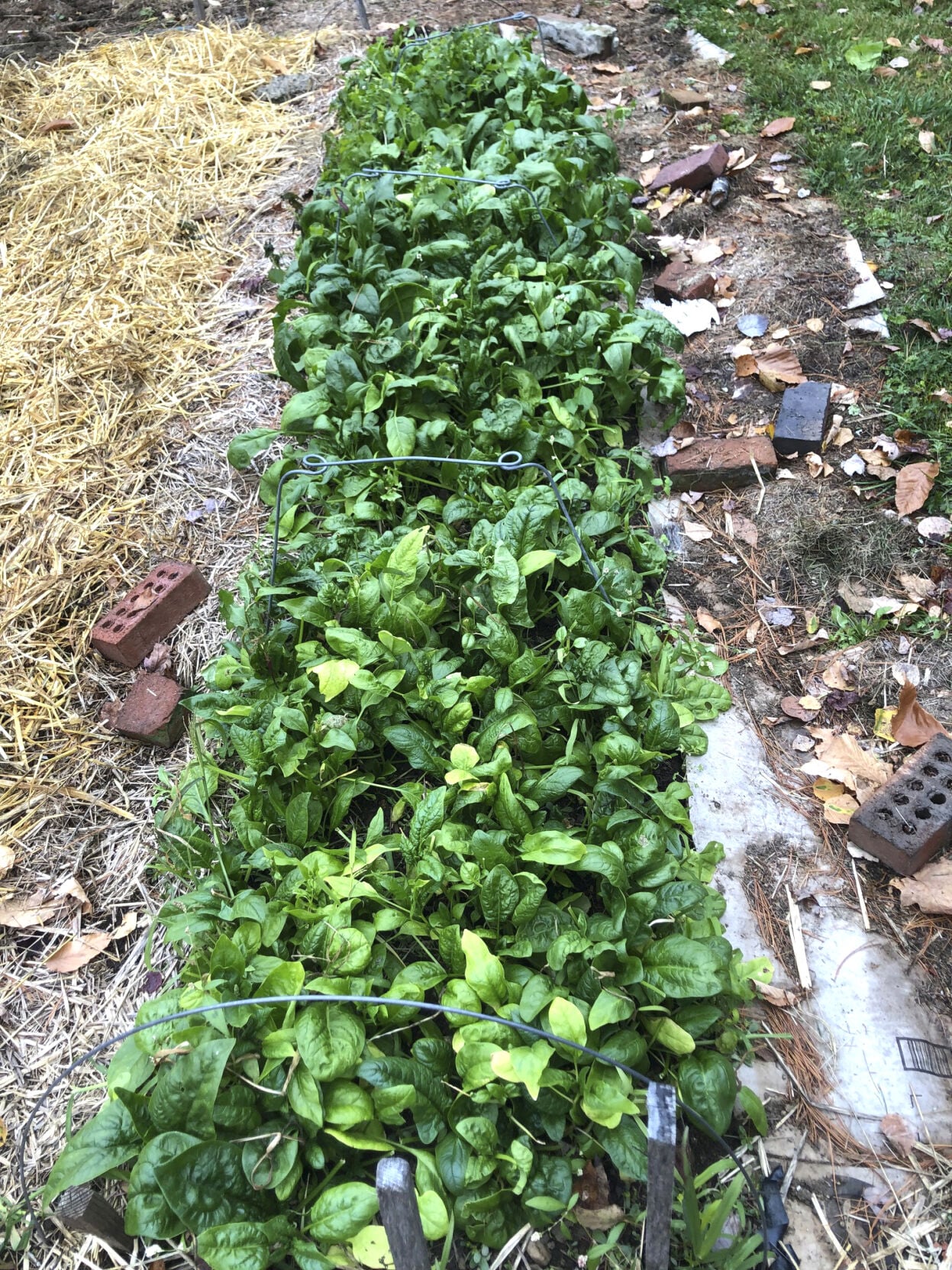 spinach late fall.jpg
