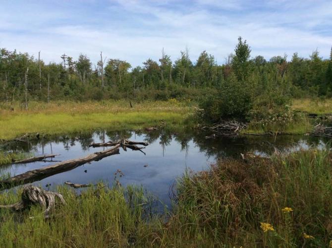 Two Androscoggin Valley towns expand community forests
