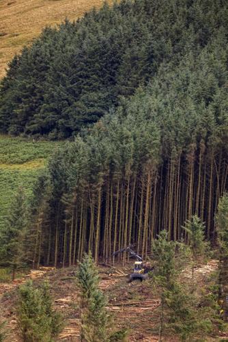 Work has begun to remove a historic woodland affectionally known as “penis wood” – despite thousands of protestors.