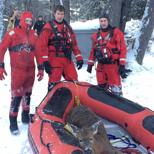 deer rescue