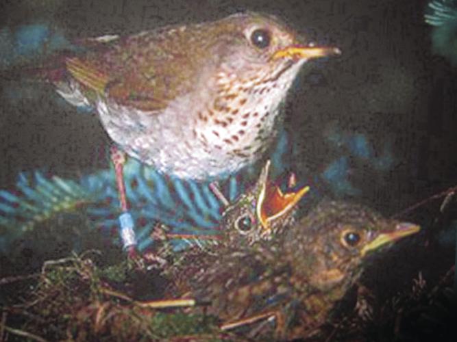 2-3-18 Parsons-Bicknell's thrush with young