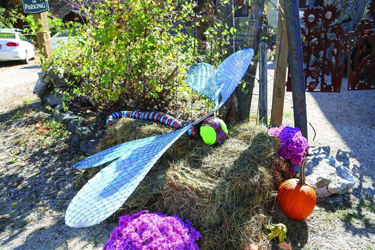 10-01-25 Pumpkin People ravenwood dragonfly