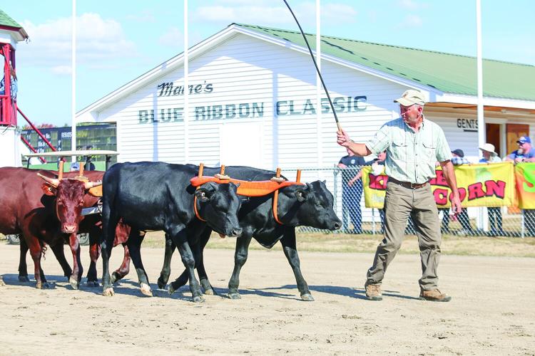 10-04-25 Fryeburg Fair leading steer wider