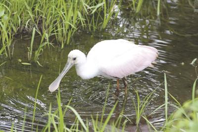 Local woman sights first-in-N.H. Roseate Spoonbill