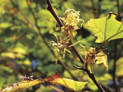 blooming witch hazel