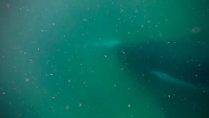 Humpback whale caught on camera grieving for her stillborn calf