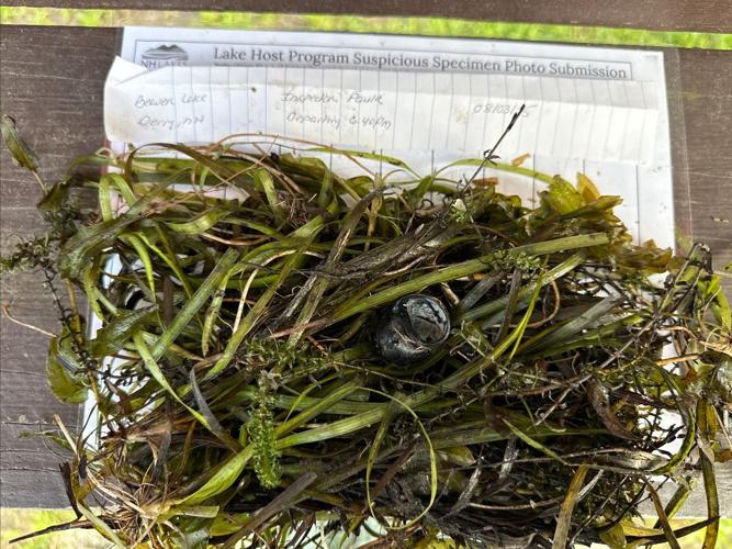 Invasive aquatic species threaten lakes