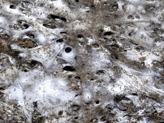 World’s largest spider web discovered