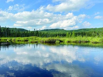 North Country Anglling - north woods bog