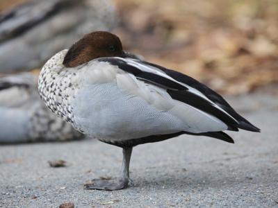 "Ducks in a Row" image