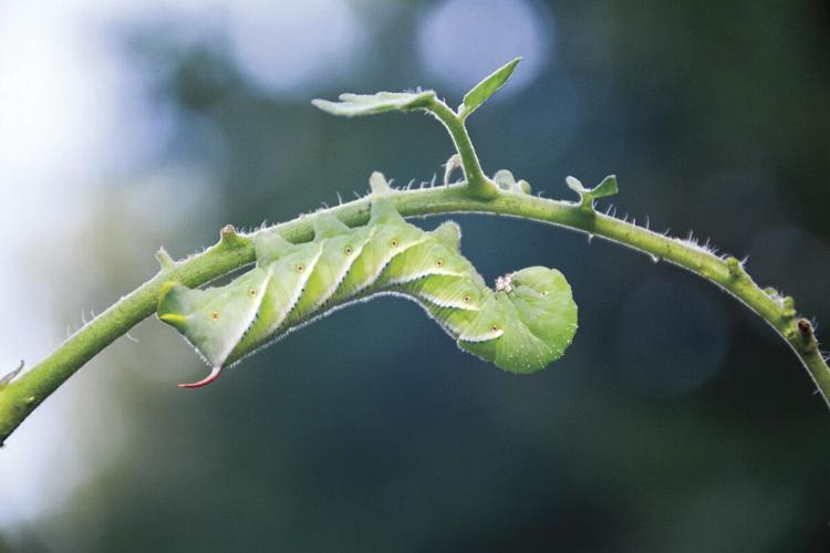 hornworm