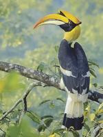 Audubon announces Nov. 21 program on hornbills