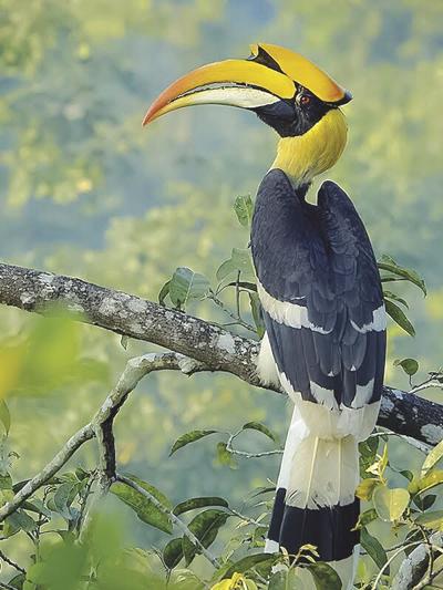 hornbill
