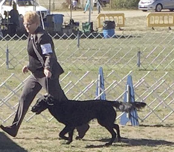 Westminster - Robin Crocker