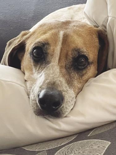 Daisy the Dog