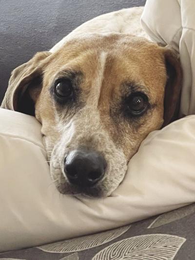 Daisy the Dog