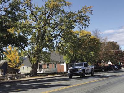 9-26-19 tree maple.jpg