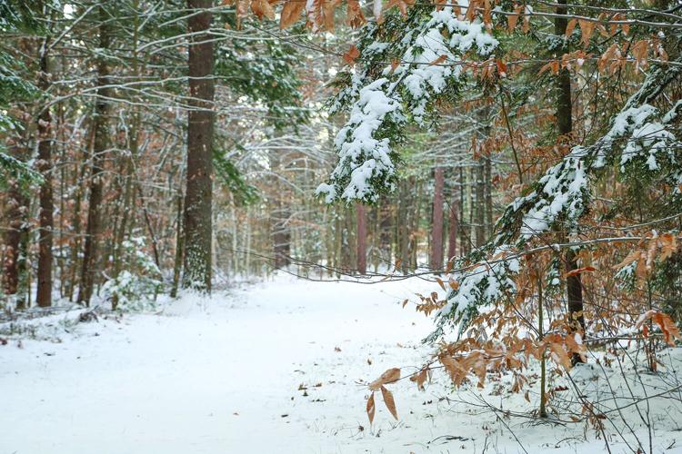 12-01-25 Snow whitaker hanging branch