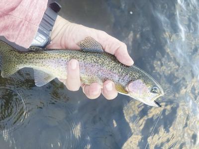 8-20-2022-North Country Angling-Rainbow trout