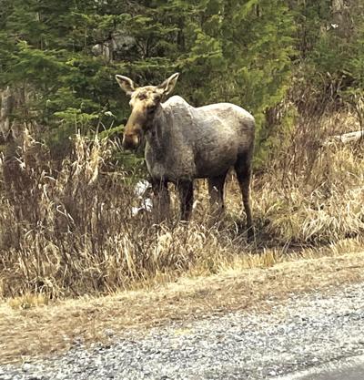 Angers - Moose.JPG