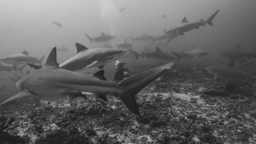 Sharks have “friends” who they prefer to socialise with, reveals new research