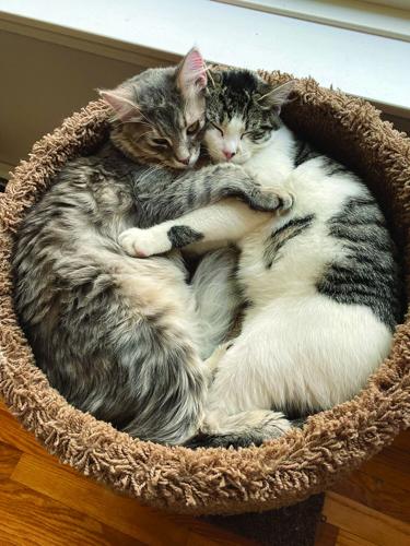 TOP PETS - Two cuddling cats