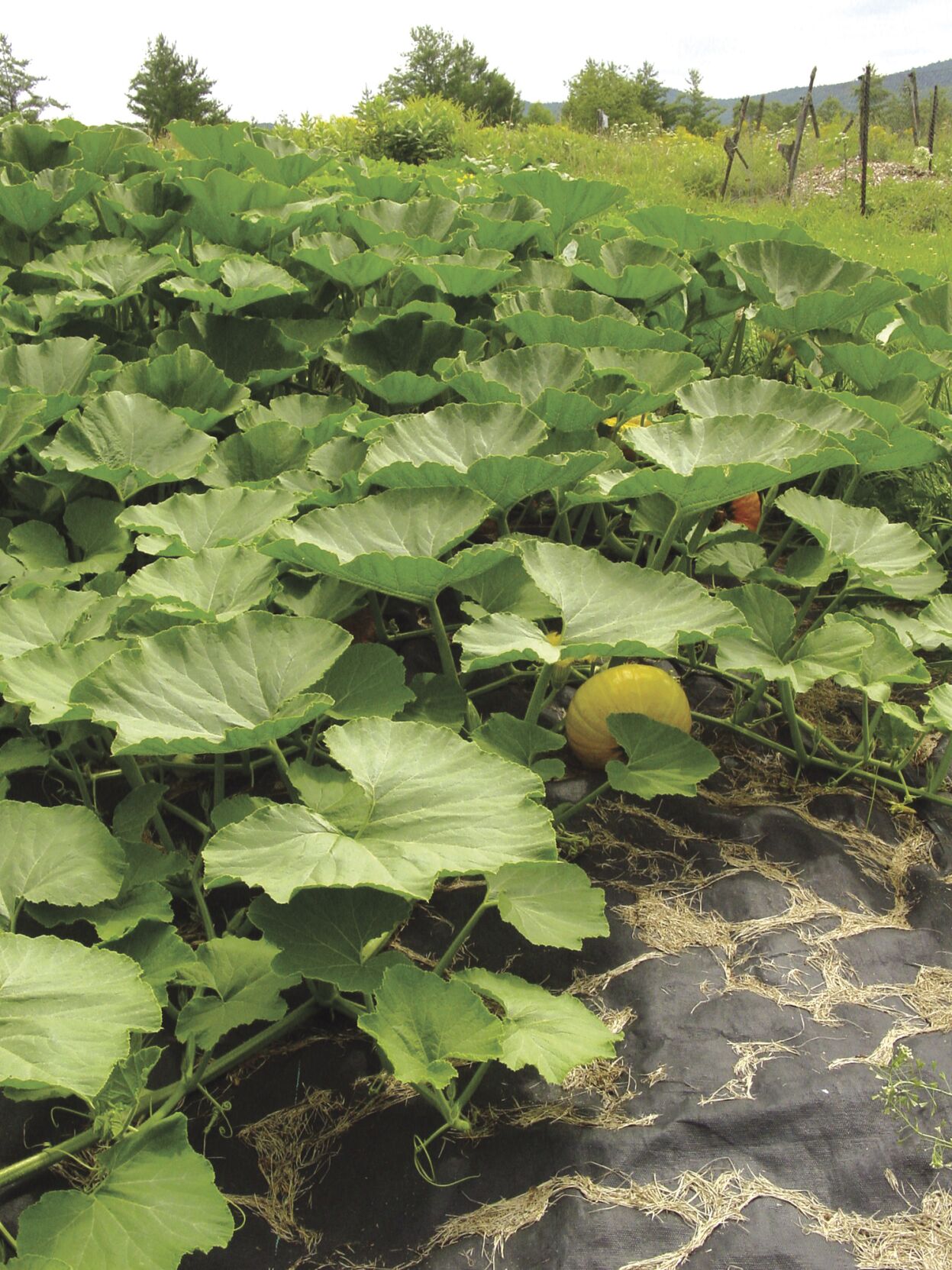pinchbacksquash.JPG