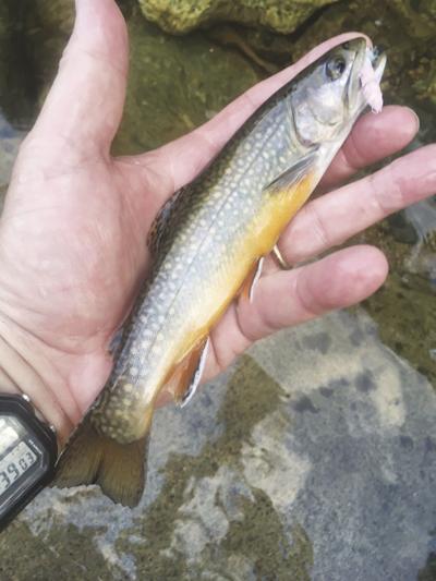 6-18-2022 North Country Angling-Rocky Branch wild brook trout