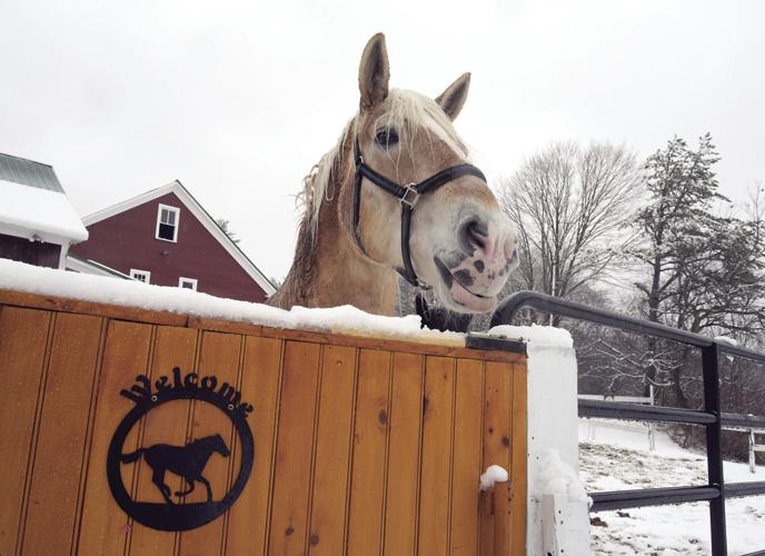 4-6-17 Looking for Spring.JPG