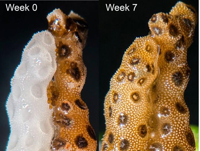 Coral bleaching reversed at record speed using new method