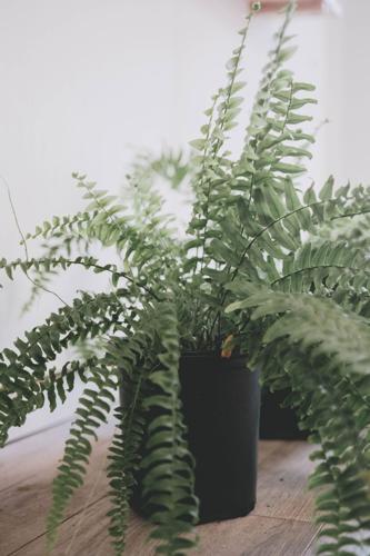 pexels-joshuamckn-3854749