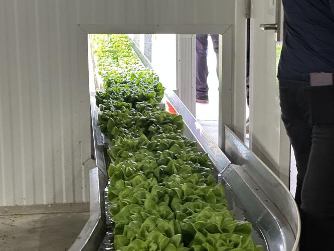 Salad greens are moved on a conveyor belt into the larger greenhouse