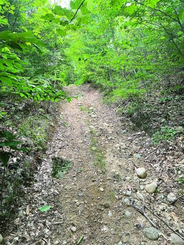 Wheel Family Fun - Chain of Ponds Community Forest - dirt road