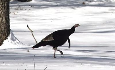Fish and Game - Winter turkey sightings 2