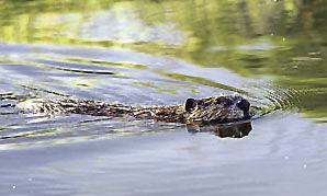 Fish and Game trapping season