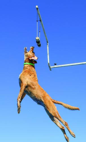 09-20-25 Bark in Park diving tight vertical