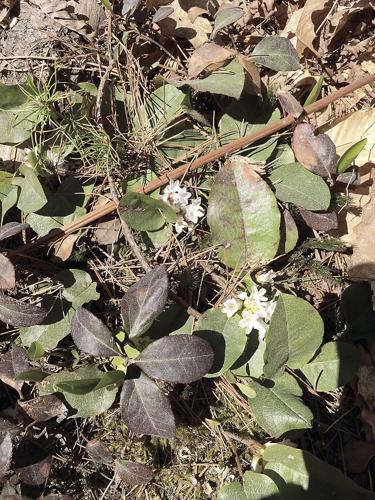 Wheel Family Fun - Trailing arbutus or mayflower plants