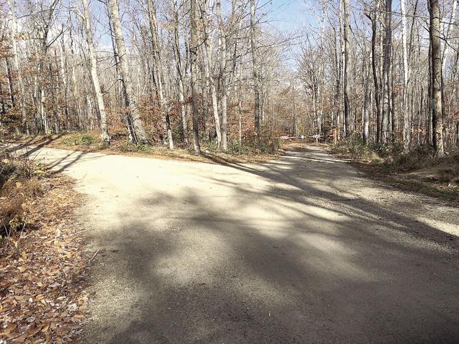 Wheel Fun - At this forest roads split