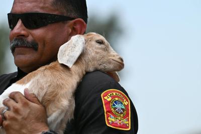 San Manuel, Calif., Assistant Fire Chief Ralph Tovar holds a young goat whose herd just spent a day eating brush and grass to reduce wildfire risk.