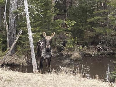 moose heather