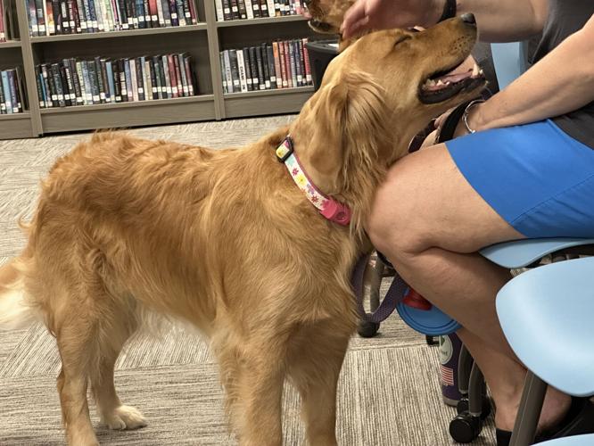 A Golden Retriever therapy or comfort dog gets a pat on the head
