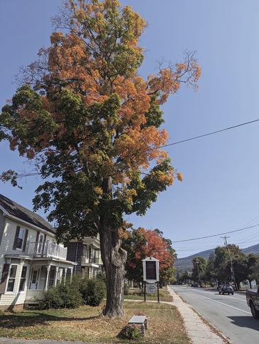 gorham