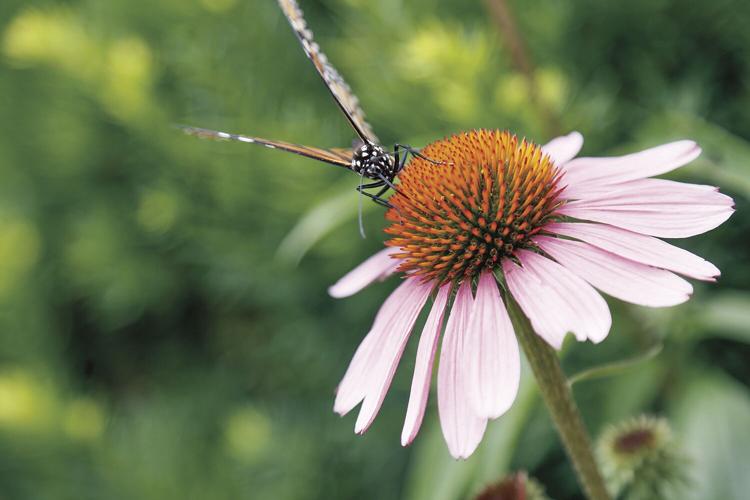 07-27-24 Monarch Butterfly front