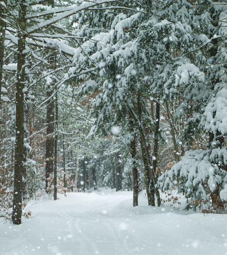 01-26-25 Snowstorm snowy woods vertical