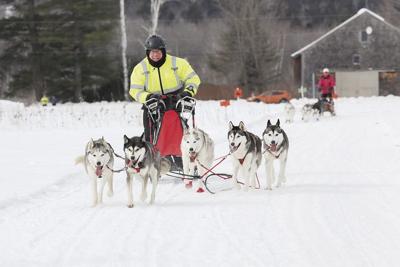 02-05-23 Sled Dogs medium race