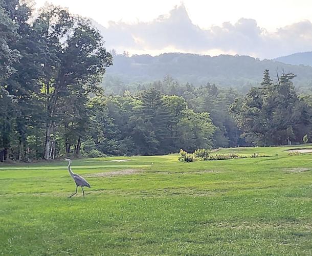 The Golf Column - Linderhof - great blue heron