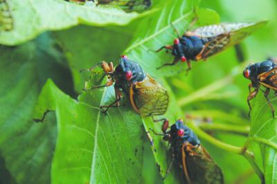 cicada