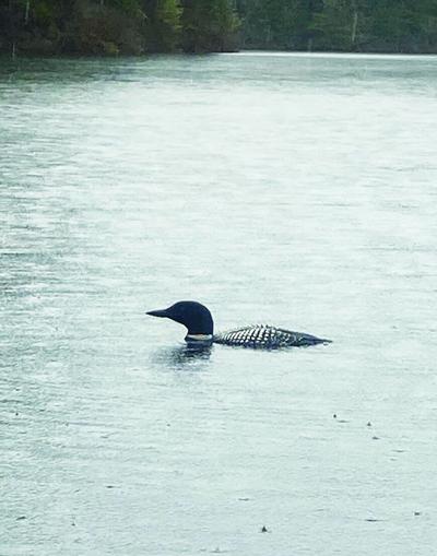 angling loon.jpg